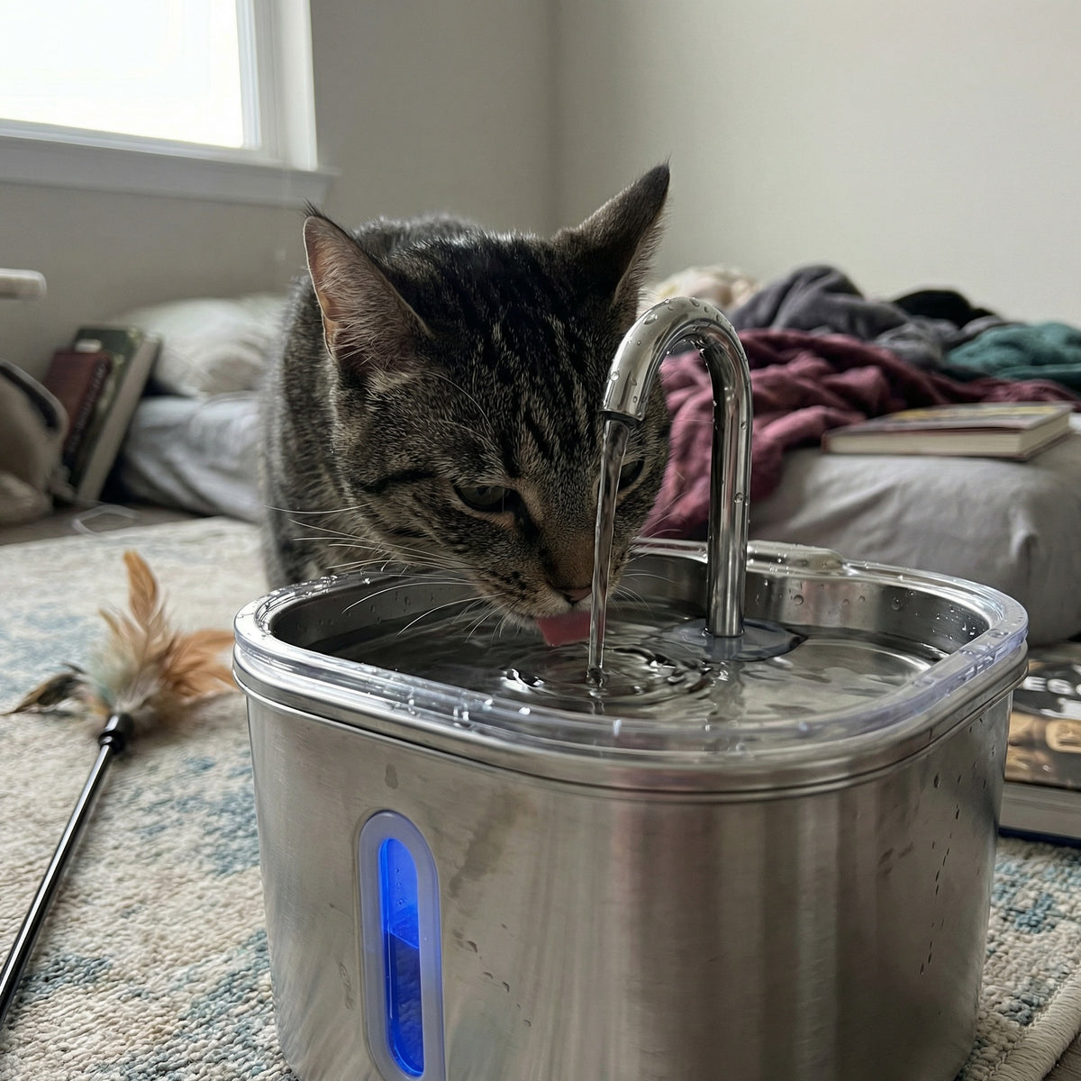Chat buvant dans une fontaine à eau avec filtres et pompe silencieux